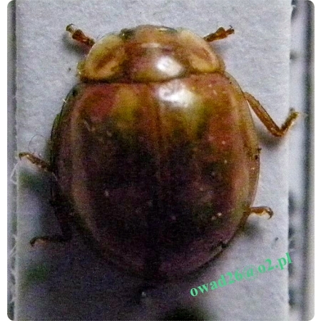 Calvia decemguttata (Linnaeus, 1767) Gielas dziesięcioplamek